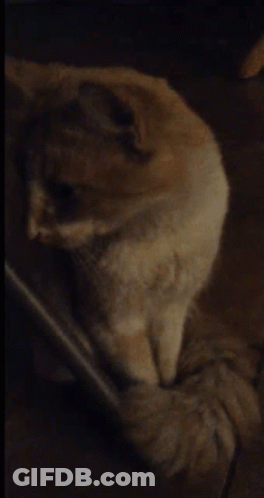 Close Up Of Cat Face GIF