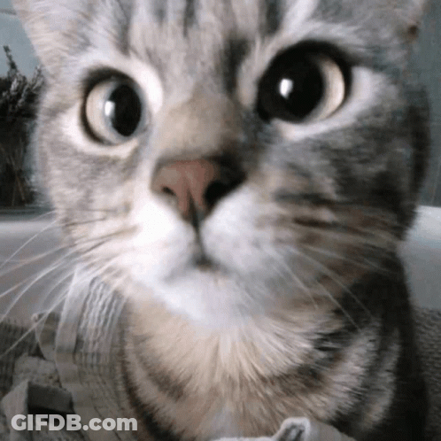 Close Up Of Cat Face Looking At Camera GIF
