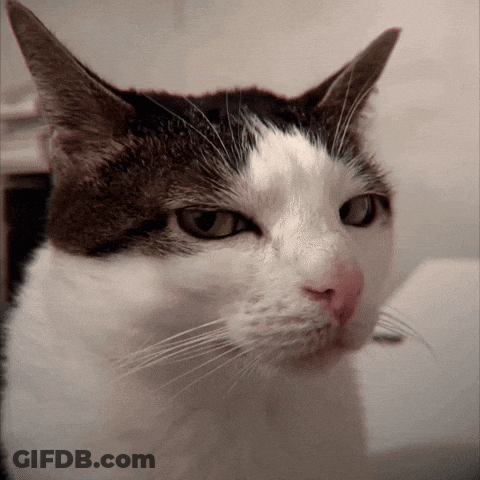 Close Up Of Cat Face Looking At Camera GIF
