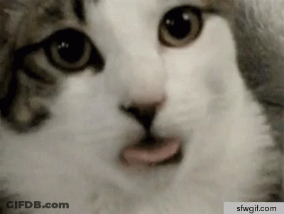 Close Up Of Cat Face GIF
