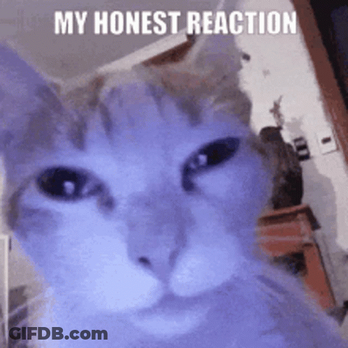Close Up Of Cat Face My Honest Reaction GIF