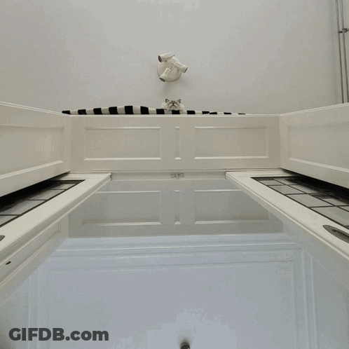 Close Up Of Cat Face On Striped Blanket GIF