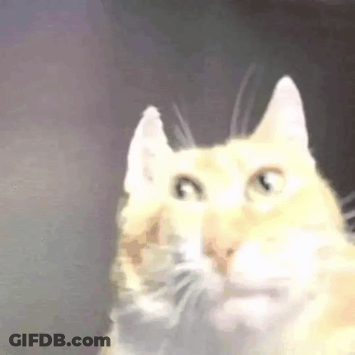 Close Up Of Cat Face GIF