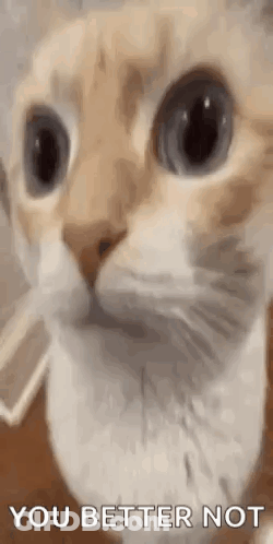 Close Up Of Cat Face Saying You Better Not GIF