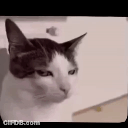 Close Up Of Cat Face GIF