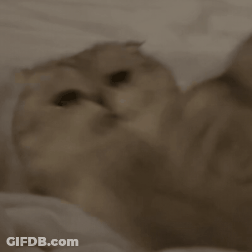 Close Up Of Cat Face GIF
