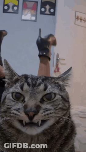 Close Up Of Cat Face With Arm Behind GIF