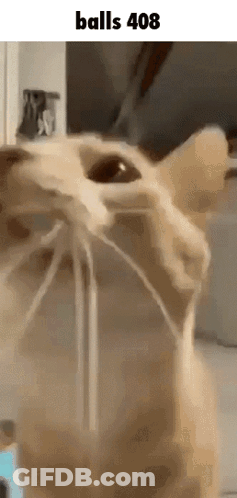 Close Up Of Cat Face With Balls 408 GIF
