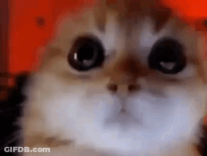Close Up Of Cat Face With Big Eyes GIF