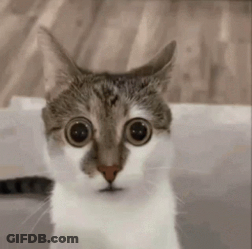 Close Up Of Cat Face With Big Eyes GIF