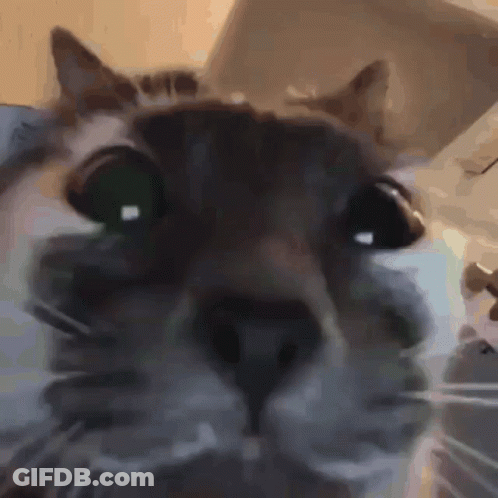 Close Up Of Cat Face With Blurred Background GIF