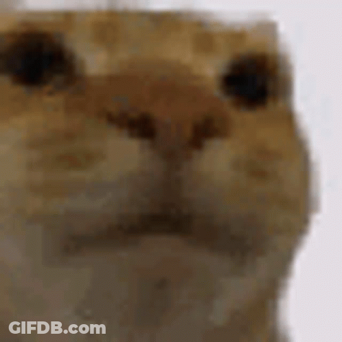 Close Up Of Cat Face With Blurred Background GIF
