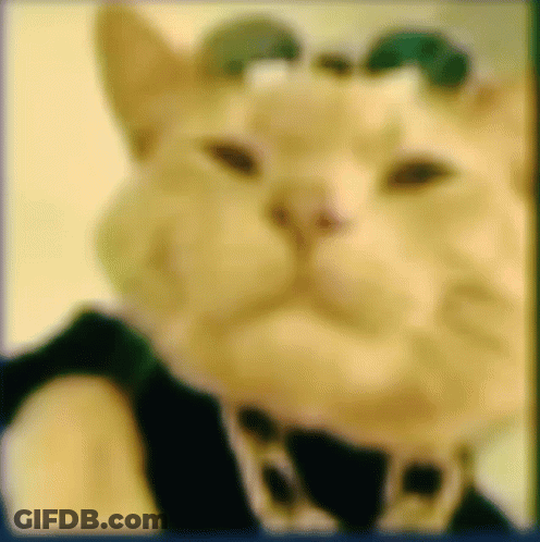 Close Up Of Cat Face With Bow Tie GIF