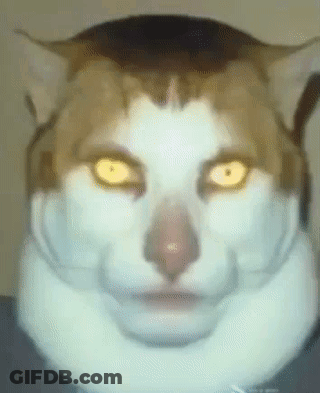 Close Up Of Cat Face With Bright Yellow Eyes GIF