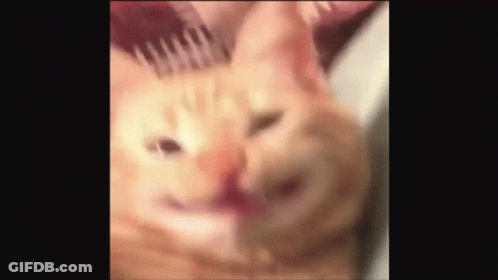 Close Up Of Cat Face With Comb GIF