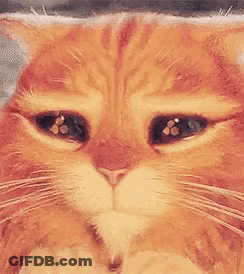 Close Up Of Cat Face With Eyes Closed GIF