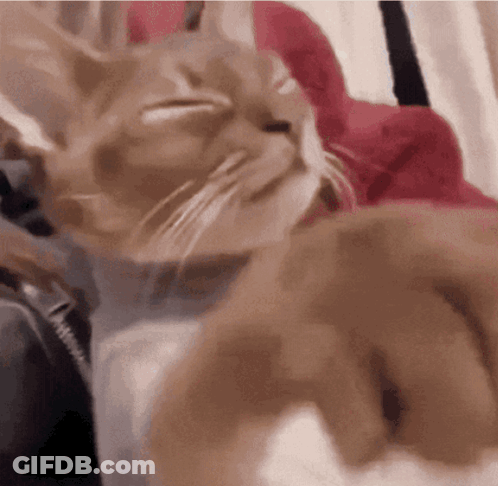 Close Up Of Cat Face With Eyes Closed GIF