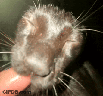Close Up Of Cat Face With Finger GIF