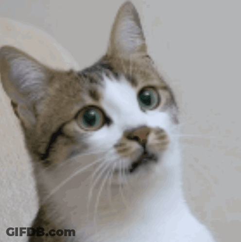 Close Up Of Cat Face With Green Eyes GIF