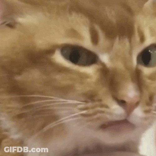 Close Up Of Cat Face With Hand GIF