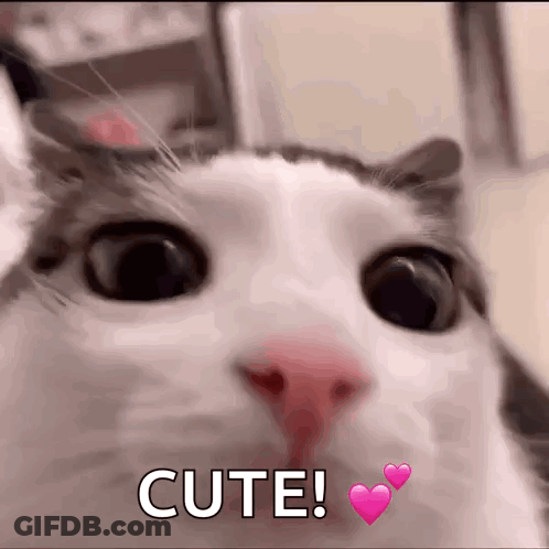 Close Up Of Cat Face With Hearts Saying Cute GIF