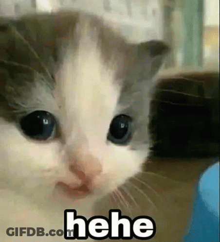 Close Up Of Cat Face With Hee GIF