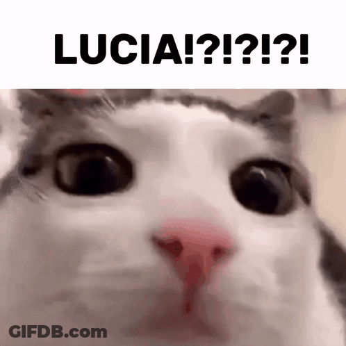 Close Up Of Cat Face With Lucia Above GIF