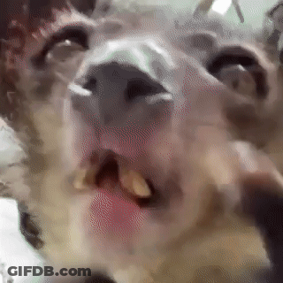 Close Up Of Cat Face With Open Mouth GIF