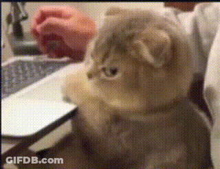 Close Up Of Cat Face With Person Behind GIF