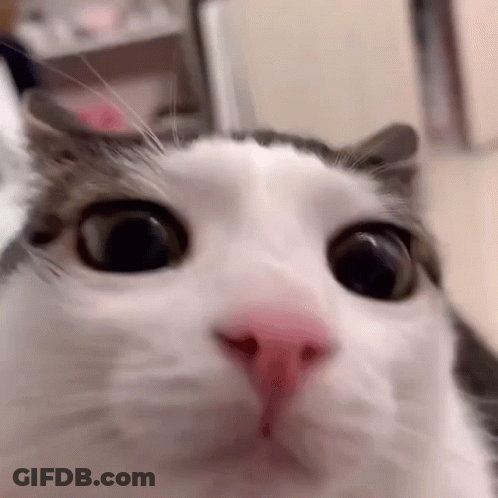 Close Up Of Cat Face With Pink Nose GIF
