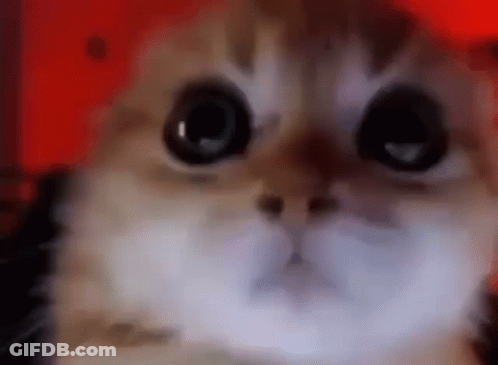 Close Up Of Cat Face With Red Background GIF