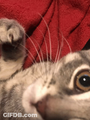 Close Up Of Cat Face With Red Blanket GIF