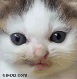 Close Up Of Cat Face With Red Nose GIF