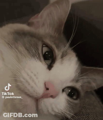Close Up Of Cat Face With TikTok Watermark GIF