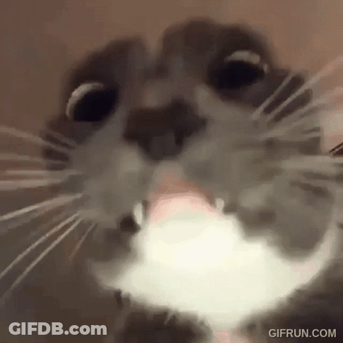 Close Up Of Cat Face With Tongue Out GIF
