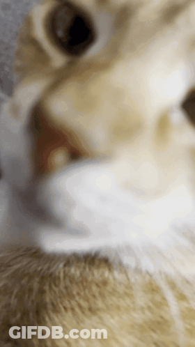 Close Up Of Cat Face With Tongue Out GIF