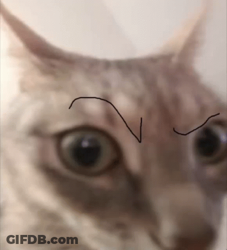 Close Up Of Cat Face With V Drawing GIF
