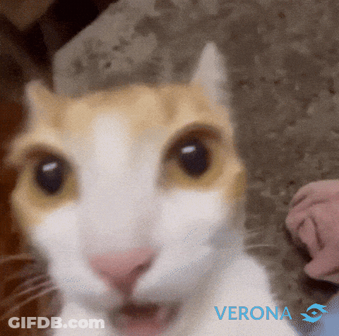 Close Up Of Cat Face With Verona GIF