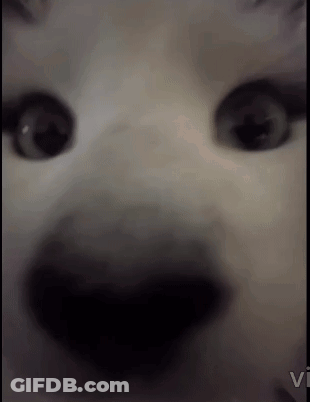Close Up Of Cat Face With Vi GIF