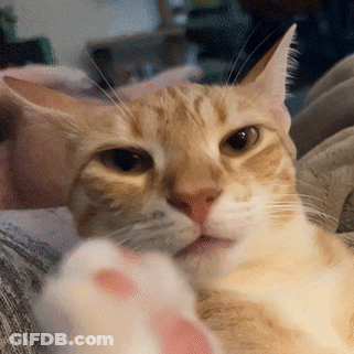 Close Up Of Cat Face With White Paw GIF