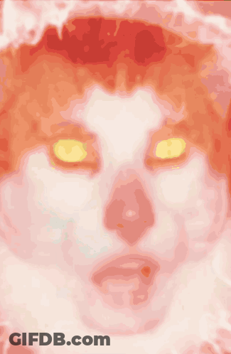 Close Up Of Cat Face With Yellow Eye GIF