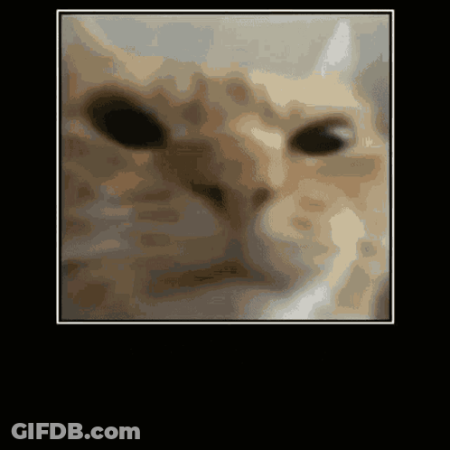 Close Up Of Cat Face GIF