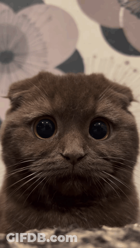 Close Up Of Cat Face GIF