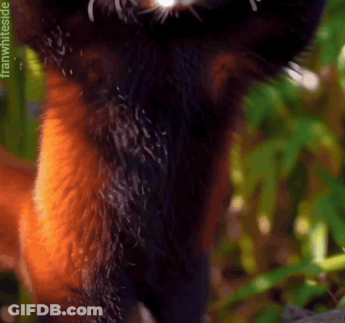 Close Up Of Cat Fur Saying Franwhiteside GIF