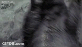 Close Up Of Cat Fur With BBC Two 4Gifs.com GIF