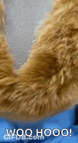 Close Up Of Cat Fur With Woo Hoo GIF