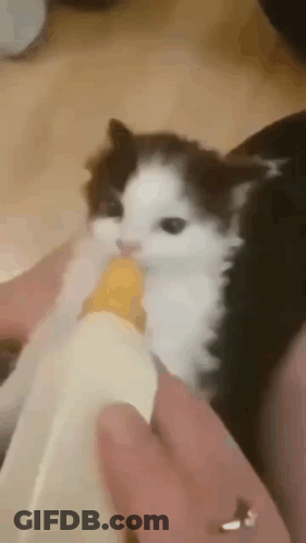 Close Up Of Cat Held In Hands GIF