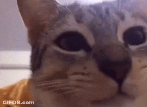 Close Up Of Cat In Yellow Shirt GIF