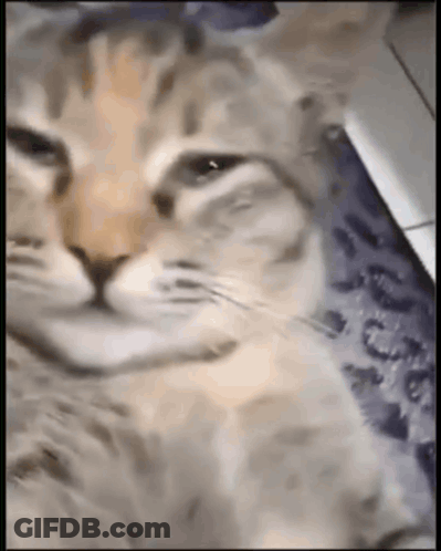 Close Up Of Cat Laying On Blanket GIF