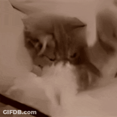 Close Up Of Cat Laying On Blanket GIF